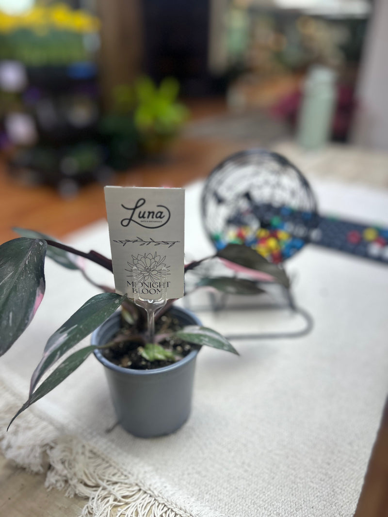 Plant Bingo